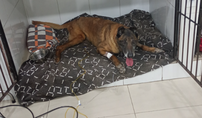 Ajude o Hunter voltar a andar 🐕🦺🥹