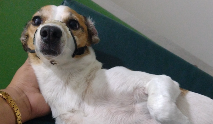 Ajude a Dunny fazer essa cirurgia