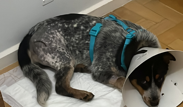 Doguinha Molly | Sobrevivente da cachu