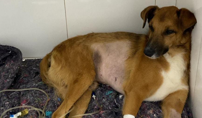 Ajuda para salvar o Hulk