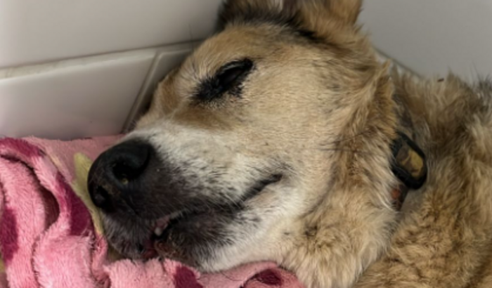 Ajude o Floquito a se recuperar!