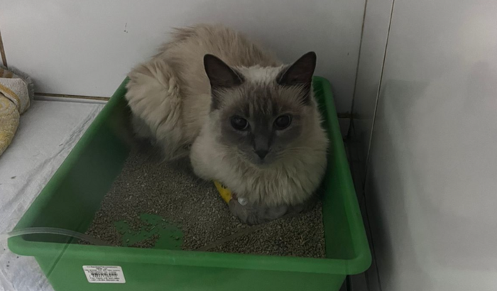 Tratamento da gatinha Mia