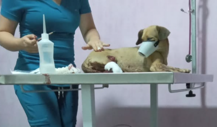 Ajude uma cachorrinha atropelada