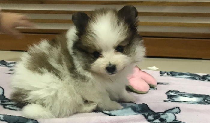 AJUDE A SUSHI 🐶🐾