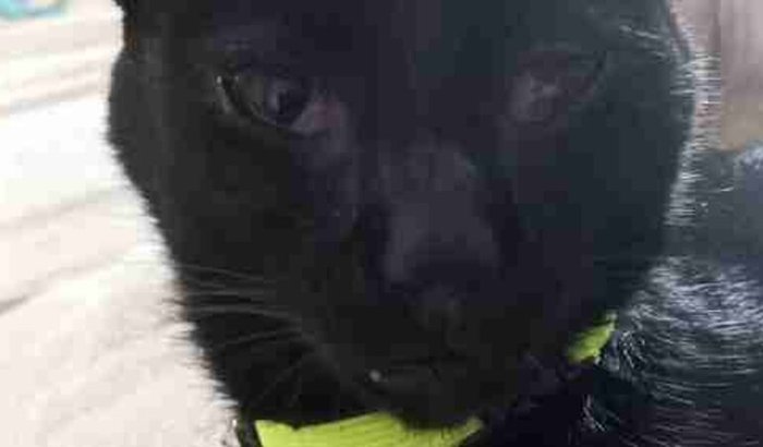 Cirurgia meu gatinho Ônix 