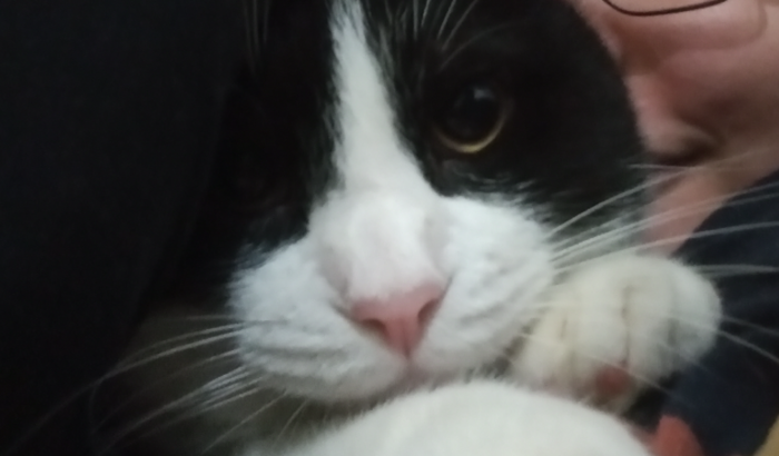 Amigos do Bastet🐺