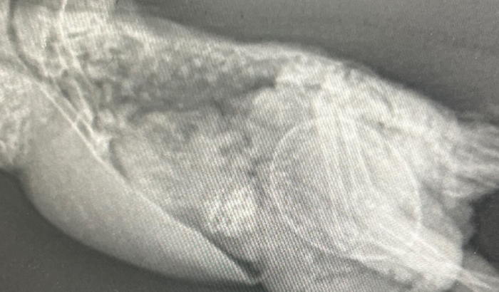 Noah precisa de ajuda