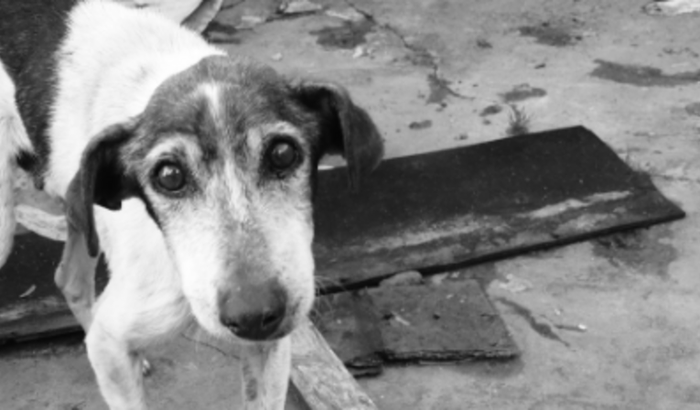 Ajude os animais de rua