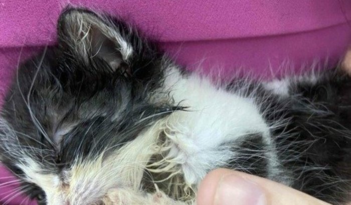 Ajuda com o tratamento do Thomas