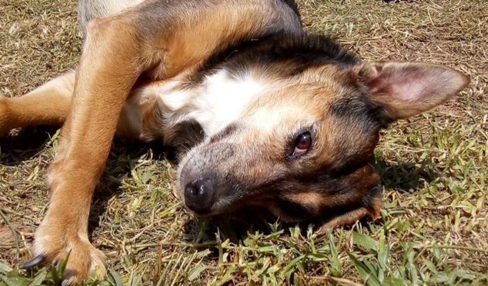 Ajuda no tratamento oncológico da Framboesa