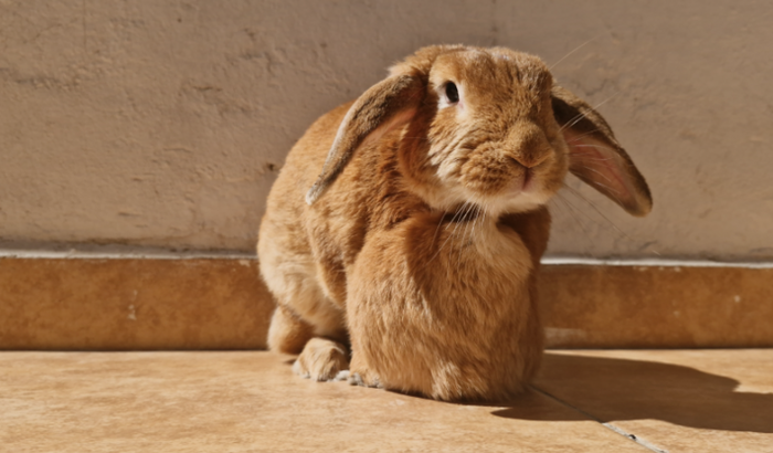Ajude a Solzinho com o tratamento do ferimento dela 🐇🖐🏻🩷
