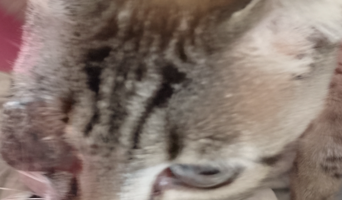 Ajude a Alba a fazer 2 cirurgias