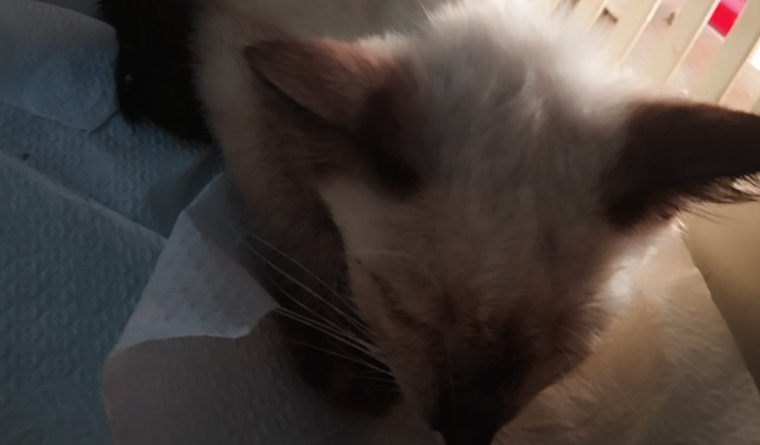 Pfv ajude esse gatinho a sobreviver 