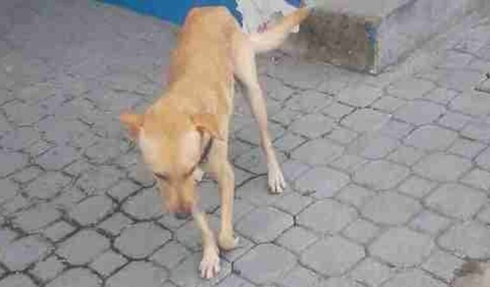 Cirurgia do alegria. 🦮