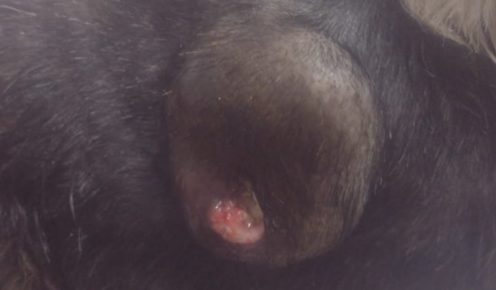 Cirurgia e medicamentos para o Billy 