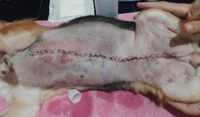 Quimioterapia para Meg