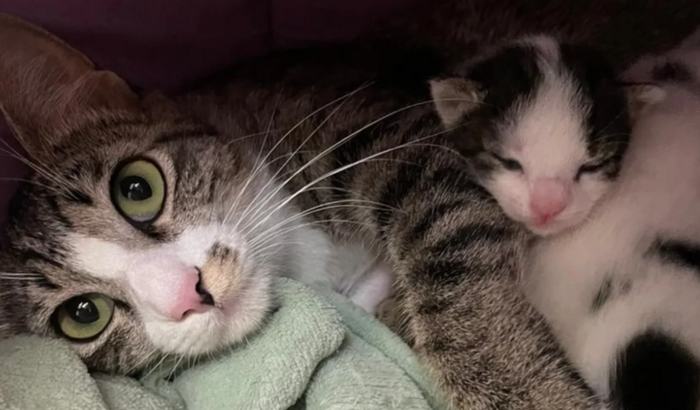 Ampliação Gatil Peticas