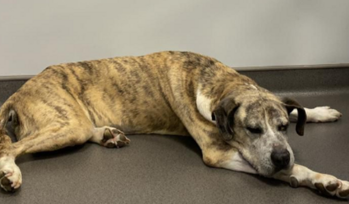 Contribua para a continuidade do tratamento da Tiffany