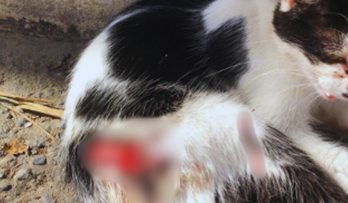 AJUDA PARA REMEDIO E CIRURGIA PARA CACAU