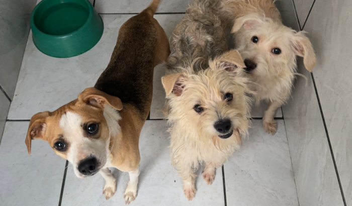 Castrações dos Peludos 