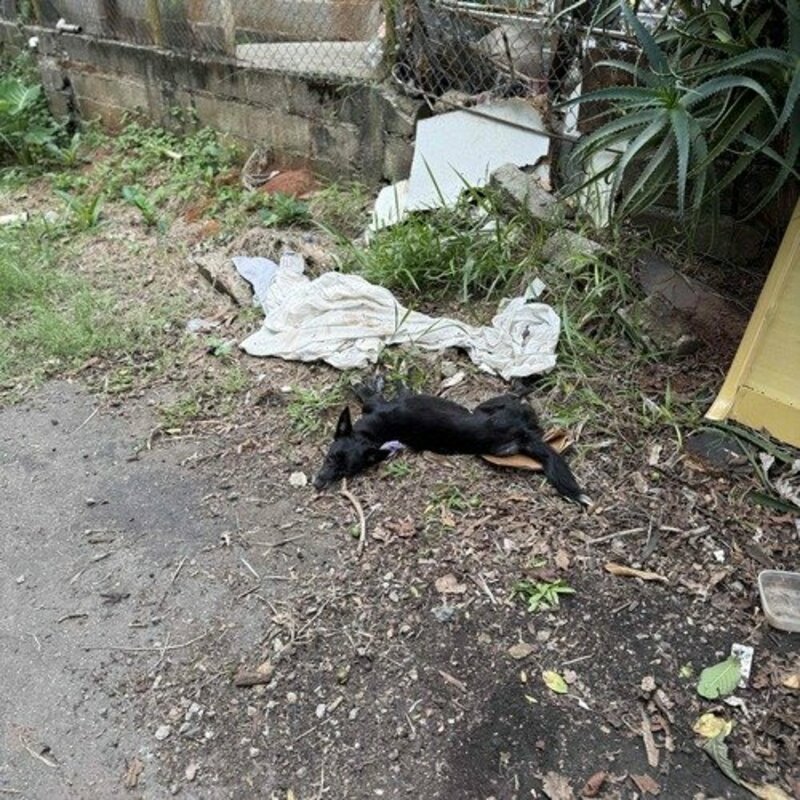 imagem da vaquinha Resgate cinomose 🐶 