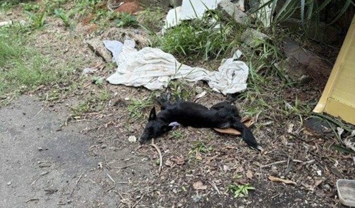 Resgate cinomose 🐶 