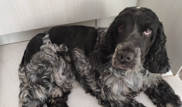 Ajuda tratamento Hannah