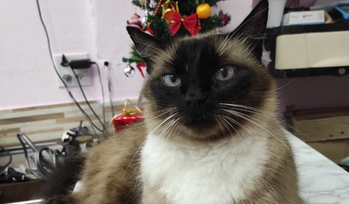 Cirurgia do Pedro Henrique