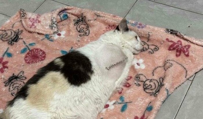 Vakinha da Goidinha 😻