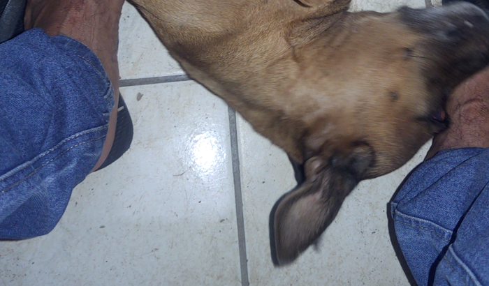 Minha cachorrinha pra casa