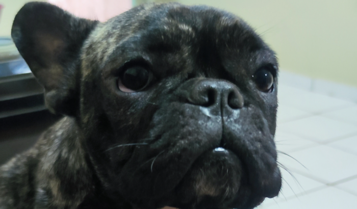 Ajude a Fiona