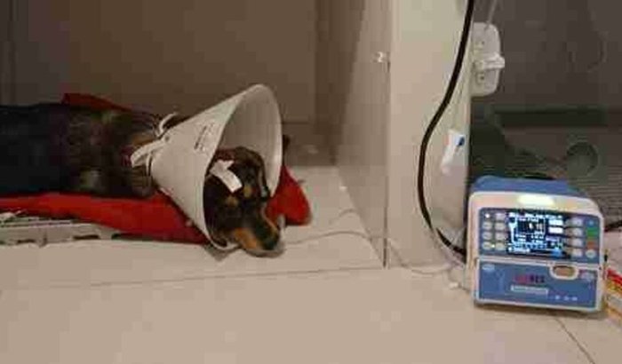 AJUDE A SALVAR A VIDA DA PANDORA