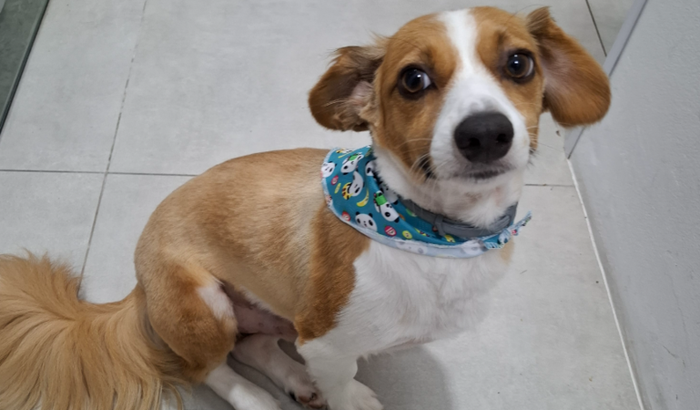 Não vou desistir do Scooby