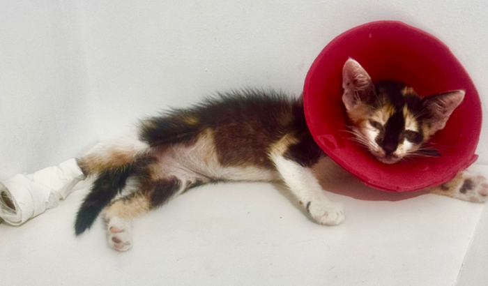 Ajude no tratamento da Amandinha