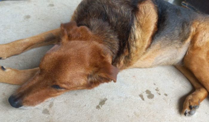 Ajuda ao doguinho Marlom