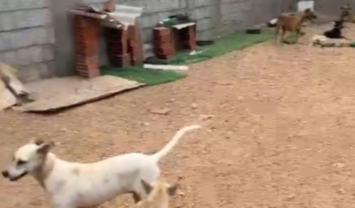 Ajude a Construir um Lar para Animais de Rua! 🐾