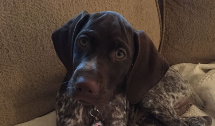 Ajude o meu cão.