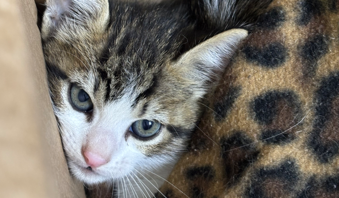Gatinhos resgatados 