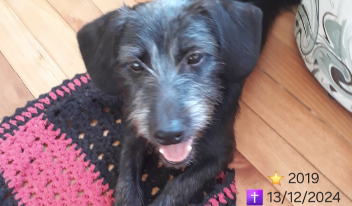 Ajuda para despesas veterinárias
