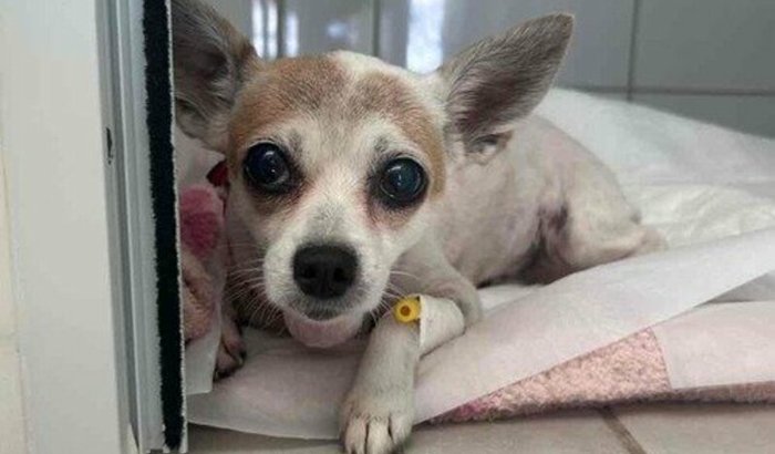 Ajuda para a Belinha que tem problemas de Coração