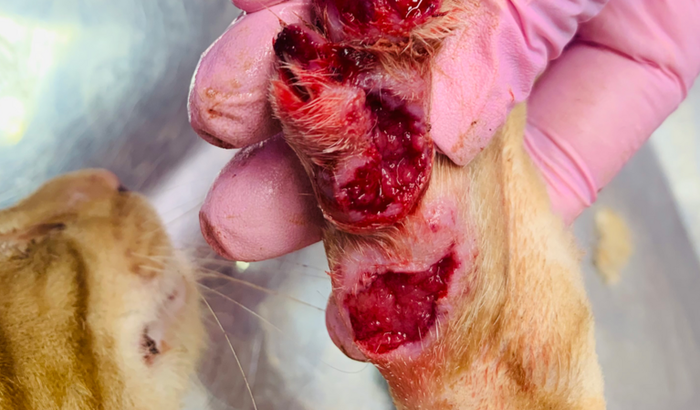 Ajude a salvar o Bartolomeu 😻