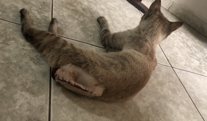 Ajude nas despesas da cirurgia do gatinho xaninho 