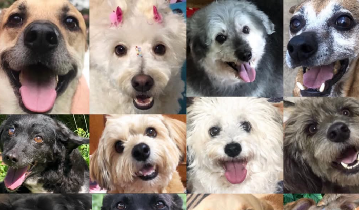 Ajude a protetora Cintia e seus cães a terem um novo lar!