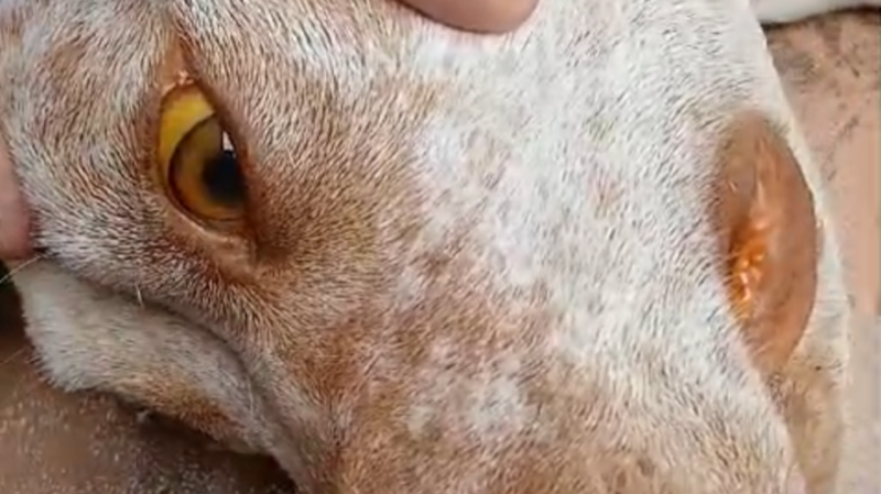 ME AJUDEM A SALVAR A VIDA DA PRINCESA 