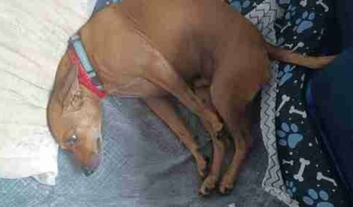 A volta do Pincher a andar.