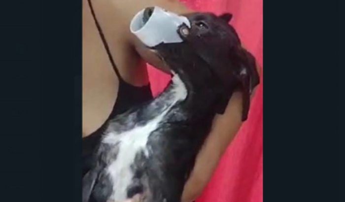 Ajude meu sarnentinho