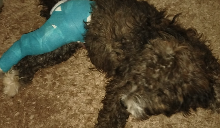 Nos ajude a pagar a cirurgia do nosso cachorro
