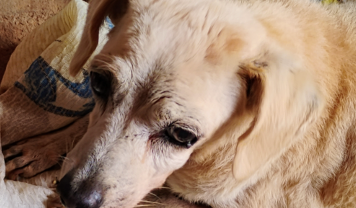 Preciso de dinheiro pra ajudar minha cachorra 