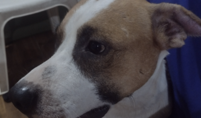 O meu cachorro zorro ele precisa fazer uma pequena cirurgia na orelha o mais rápido possível na cirurgia na orelha 