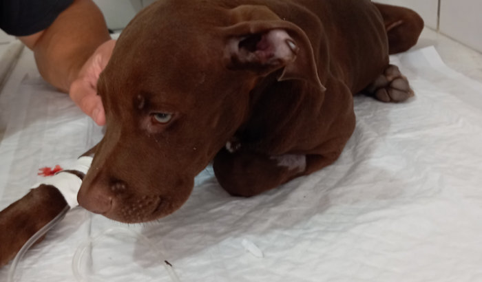 Tratamento Parvovirose Brown